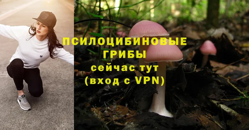 Галлюциногенные грибы Cubensis  что такое   Миллерово 